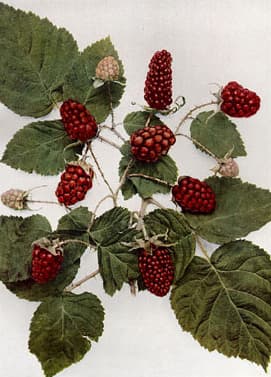 Boysenberry
