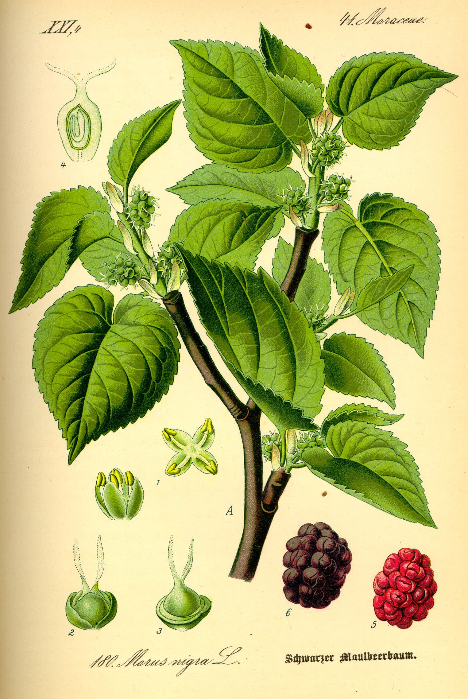 Mulberry