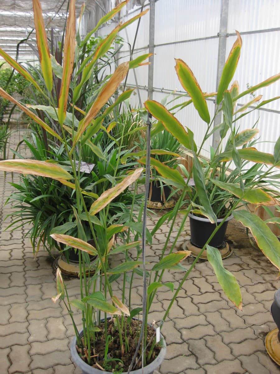 Galangal