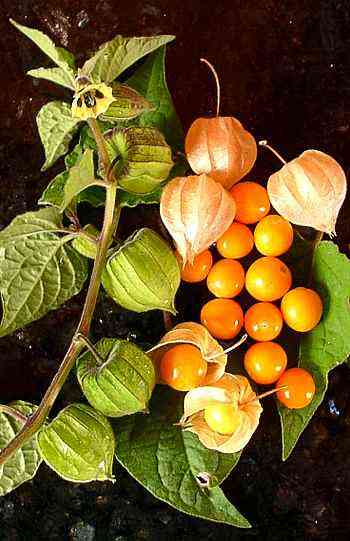 Ground Cherry