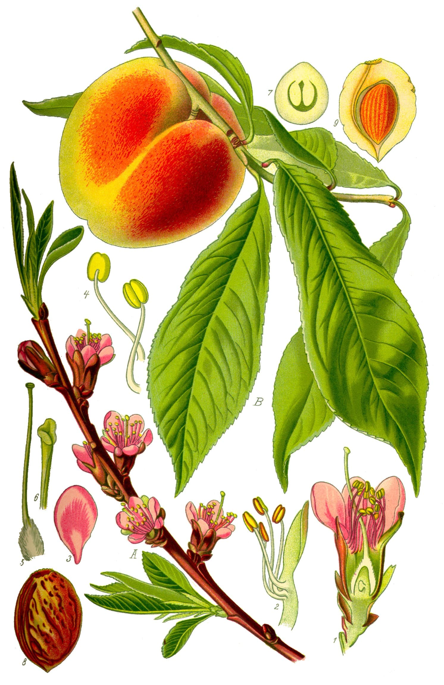 Peach