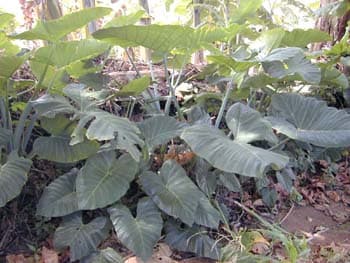 Yautia