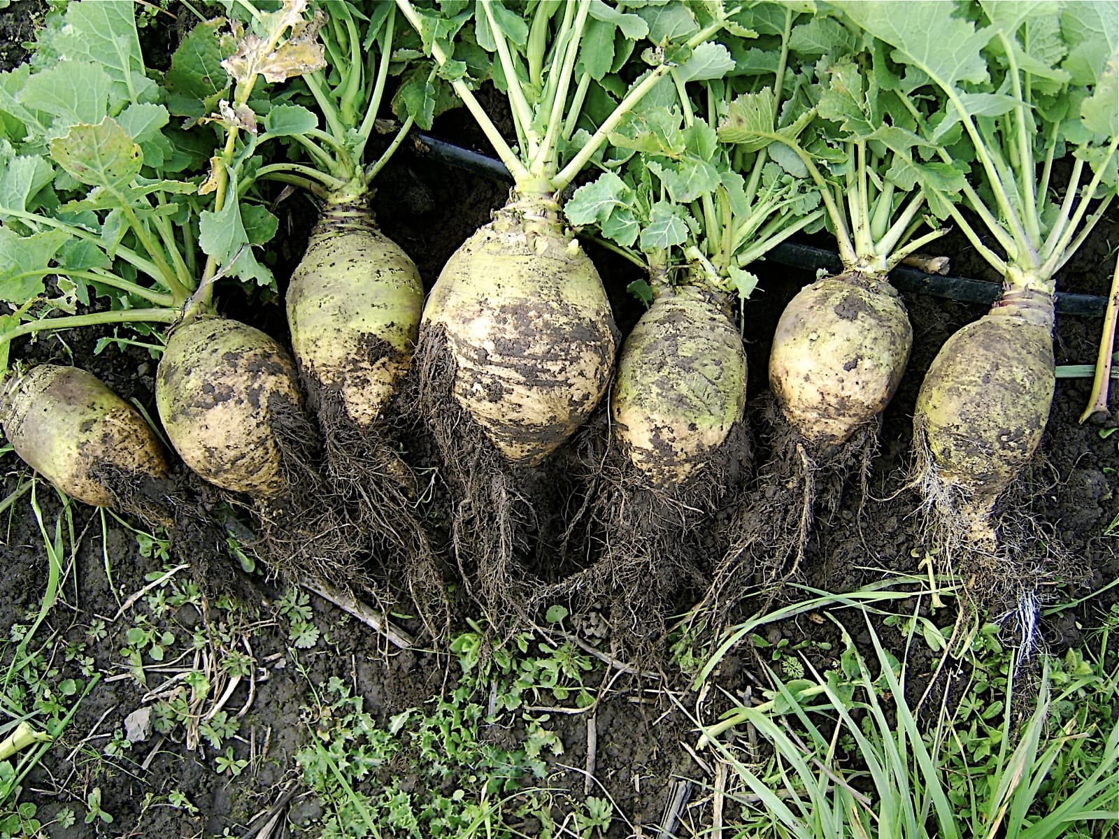 Rutabaga