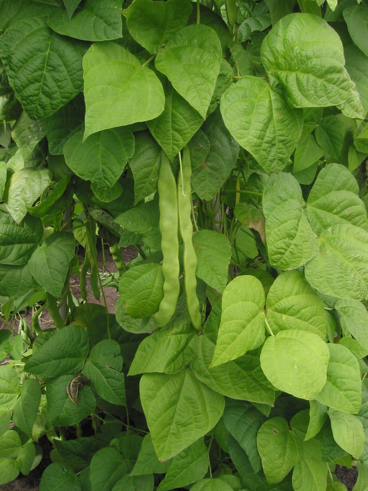Bush Bean