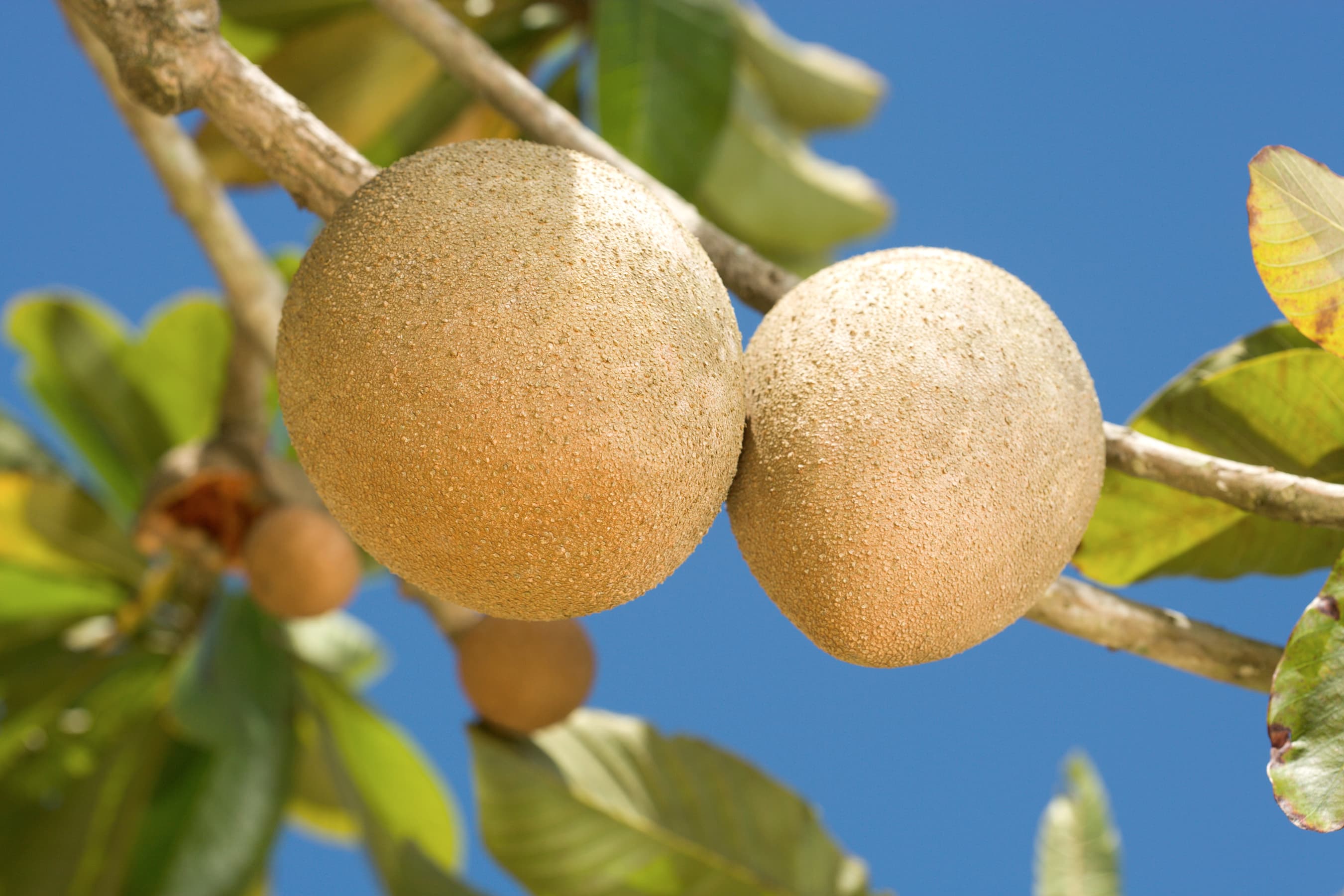 Mamey Sapote